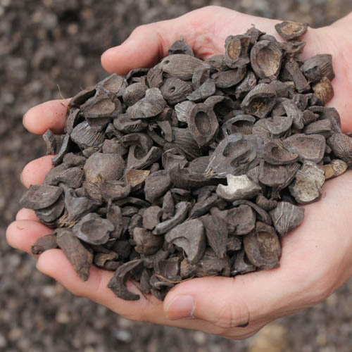 product - Palm Shell